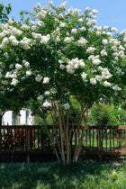 Natchez Crepe Myrtle tree with lush green leaves and white flower clusters