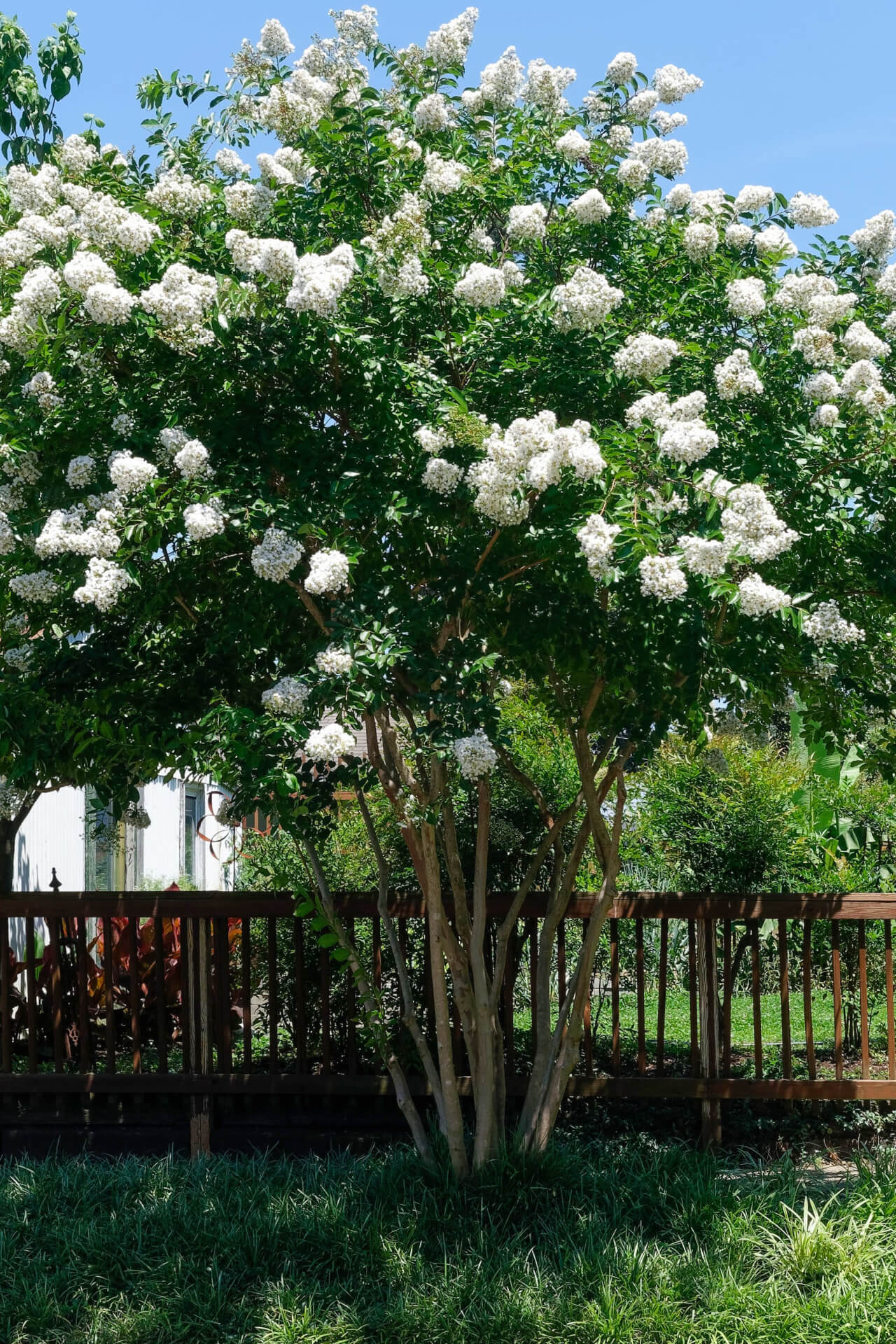 Natchez Crepe Myrtle tree with lush green leaves and white flower clusters