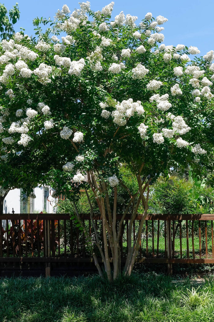 Natchez Crepe Myrtle tree with lush green leaves and white flower clusters