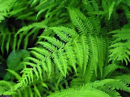 Vibrant New York fern fronds with delicate feathery green leaves
