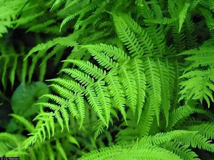 Vibrant New York fern fronds with delicate feathery green leaves