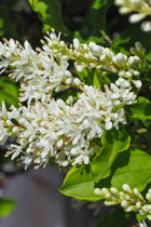 Northern Privet clusters of delicate white flowers with yellow stamens on green leaves