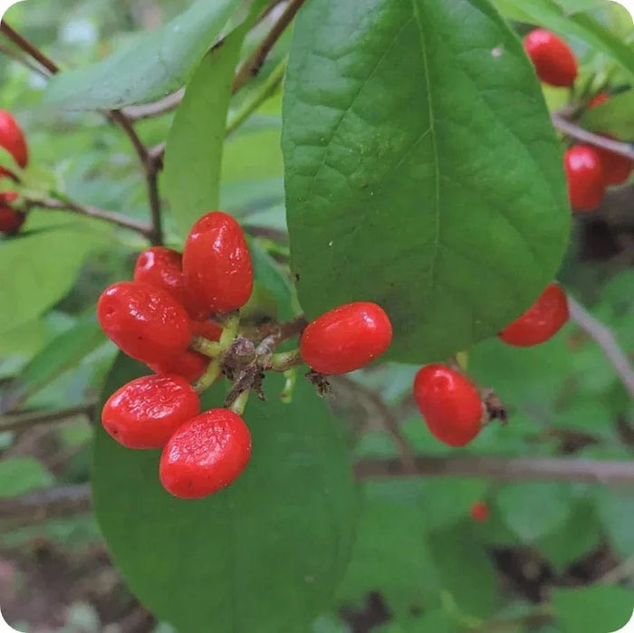 Vibrant red glossy berries of Northern Spicebush on lush green branch