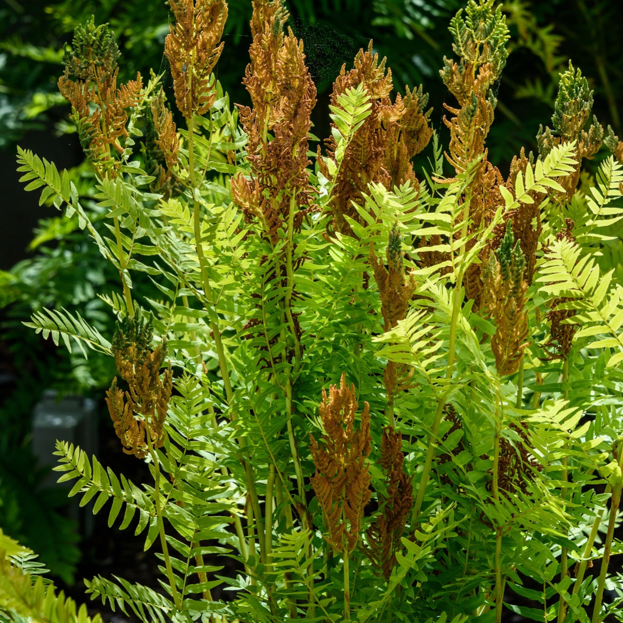 osmunda regalis