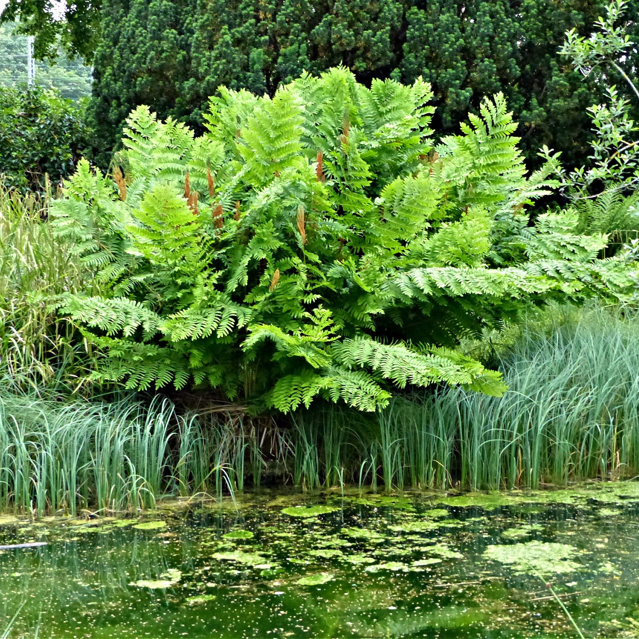 osmunda regalis fern