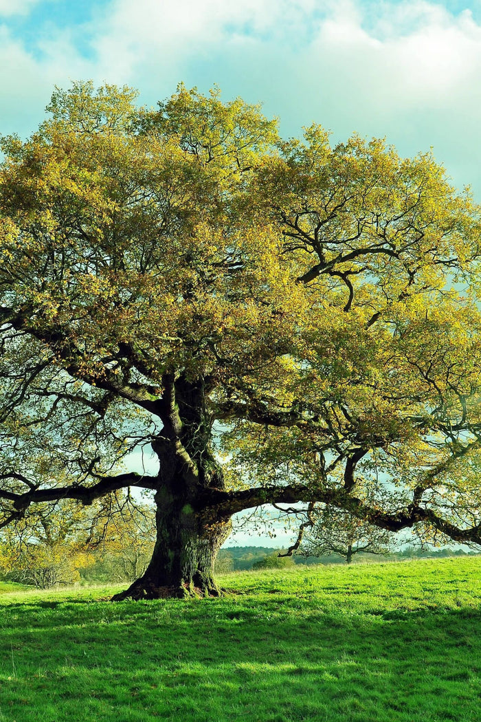 Majestic Overcup Oak tree with gnarled trunk and golden-yellow canopy in sunlit field