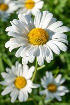Oxeye daisy with delicate white petals and vibrant yellow center