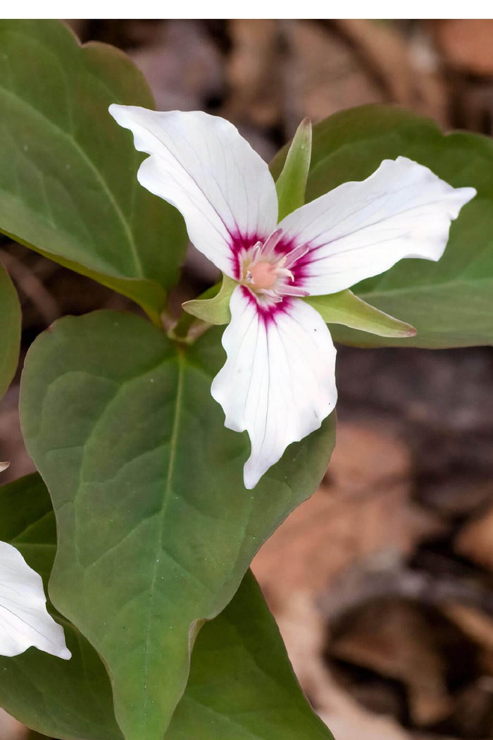 Painted Trillium: delicate white flower with magenta center and green leaves