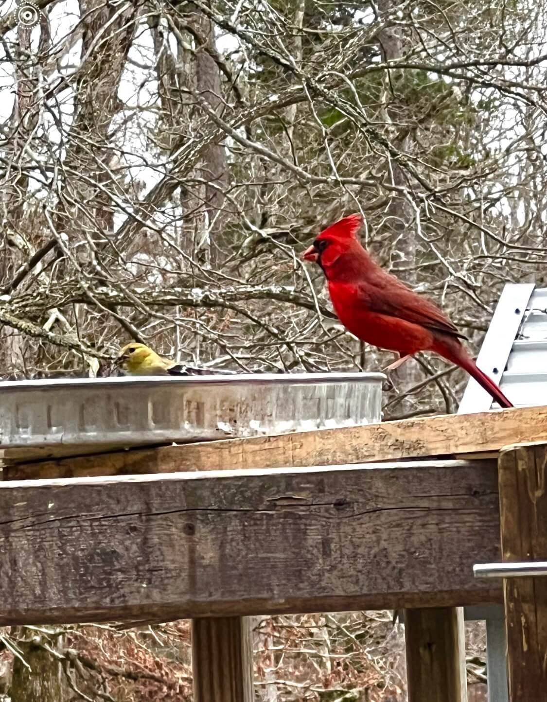 Pan and Plank Bird Feeder Kit - Guaranteed To Attract 5x's More Birds