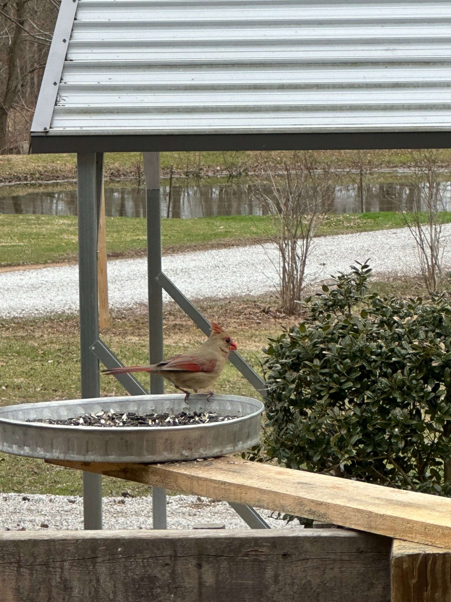 Pan and Plank Bird Feeder Kit - Guaranteed To Attract 5x's More Birds