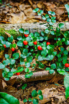 Vibrant red partridgeberries among glossy green leaves on mossy forest floor