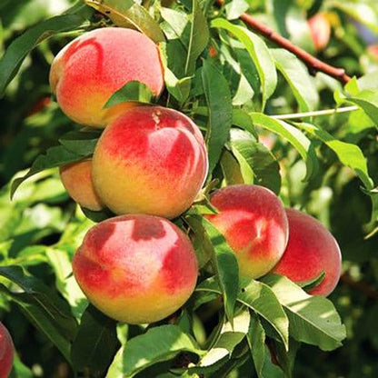 Ripe Flavorich Peach Tree peaches with red-yellow gradient skin on branch