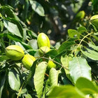 Green unripe walnuts on lush Pecan Tree branch foliage