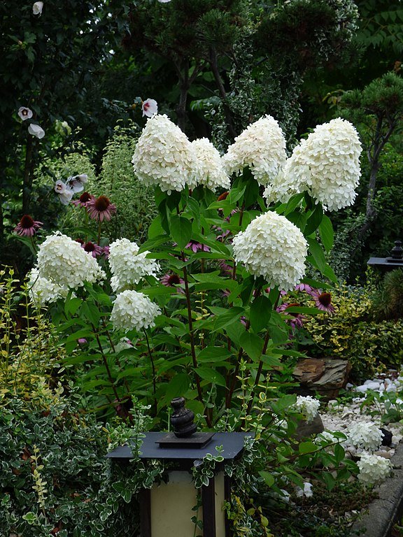 Pee Gee Hydrangea