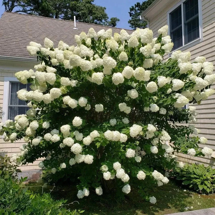 Lush Pee Gee hydrangea bush with full white blossoms and green foliage