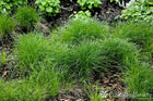 Pennsylvania sedge lush green feathery grass clumps package of 25 plants
