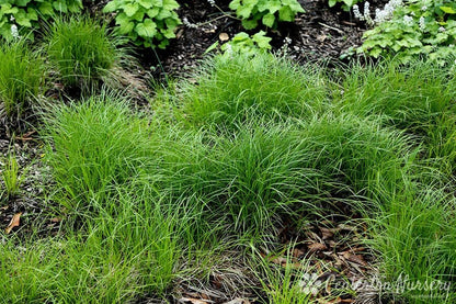 Pennsylvania sedge lush green feathery grass clumps package of 25 plants