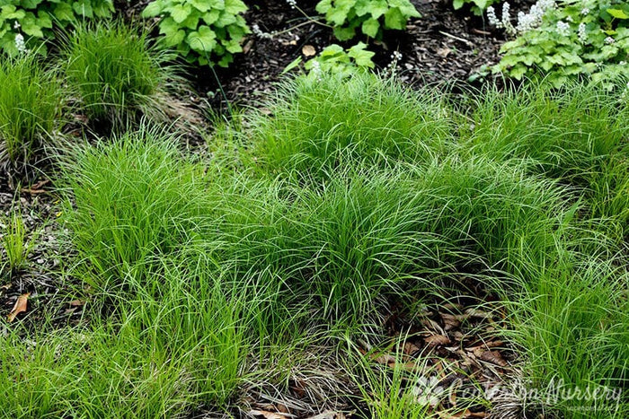 Pennsylvania sedge lush green feathery grass clumps package of 25 plants