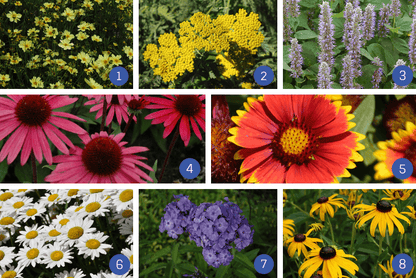 Vibrant yellow yarrow flowers in Perennial Grab Bag 25 Plants