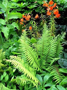 Vibrant green fern fronds from Perennials & Ferns - 50 Plants pack