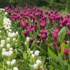 Vibrant pink and white Siam tulips with green leaves in Perennials Package - 10 Plants