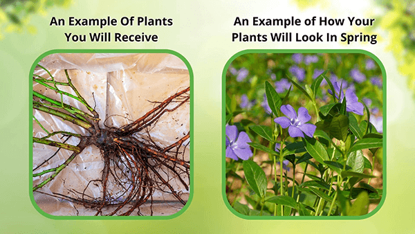 Periwinkle plant purple flowering vine with green leaves
