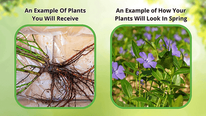 Periwinkle plant purple flowering vine with green leaves
