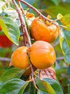 Ripe orange persimmons hanging from Persimmon Tree branch, skin glistening