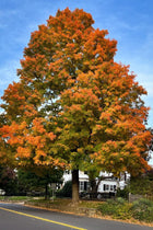 Tall majestic Pin Oak tree with vibrant orange and green canopy against blue sky