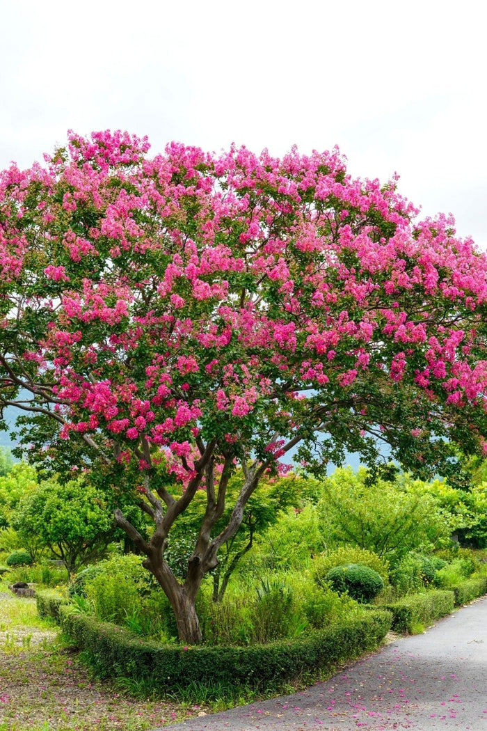 Vibrant Pink Crepe Myrtle tree with pink flowers, green foliage and gnarled trunk in garden
