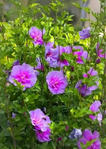 Vibrant purple Pink Hibiscus flowers with delicate petals and green foliage