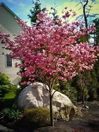 Pink Princess Dogwood tree with vibrant pink blossoms in garden