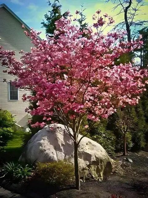 Pink Princess Dogwood tree with vibrant pink blossoms in garden