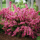 Vibrant Pink Weigela bush with dense pink blossom clusters and green foliage