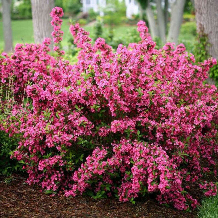 Vibrant Pink Weigela bush with dense pink blossom clusters and green foliage