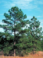 Tall Pitch Pine tree with dense green needle branches and sturdy brown trunk