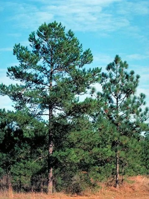 Tall Pitch Pine tree with dense green needle branches and sturdy brown trunk