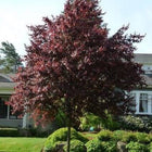 Vibrant Santa Rosa Plum Tree with deep burgundy leaves in garden