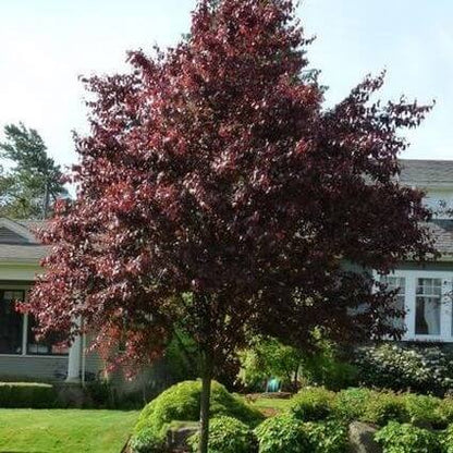 Vibrant Santa Rosa Plum Tree with deep burgundy leaves in garden