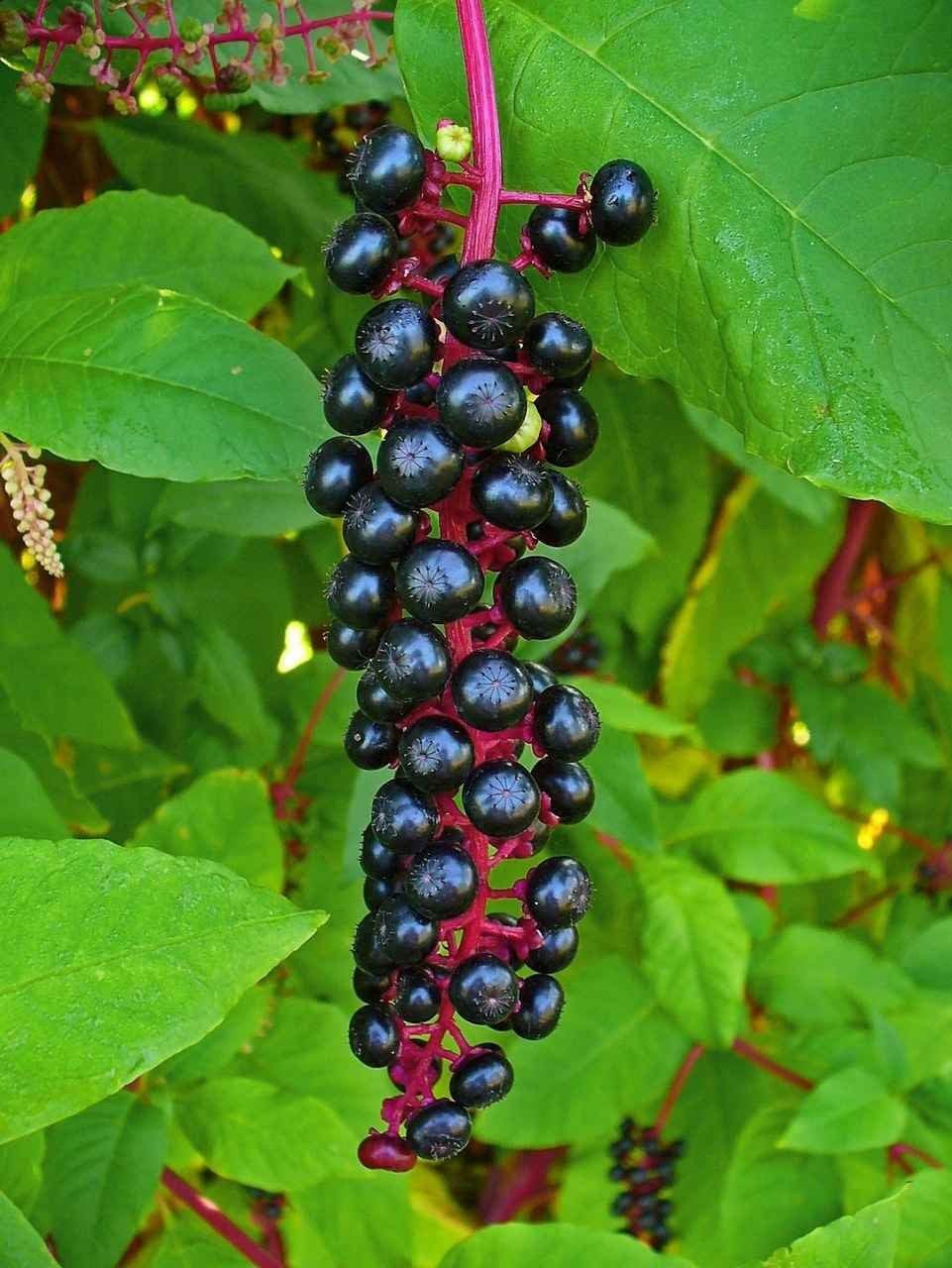 Glossy black pokeberry cluster on vibrant red stem with green leaves