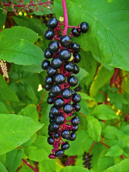 Glossy black pokeberry cluster on vibrant red stem with green leaves