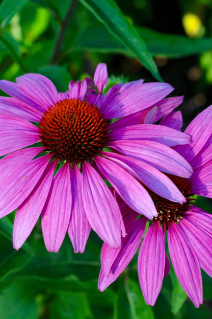 Vibrant Purple Coneflower with slender petals and reddish-brown cone