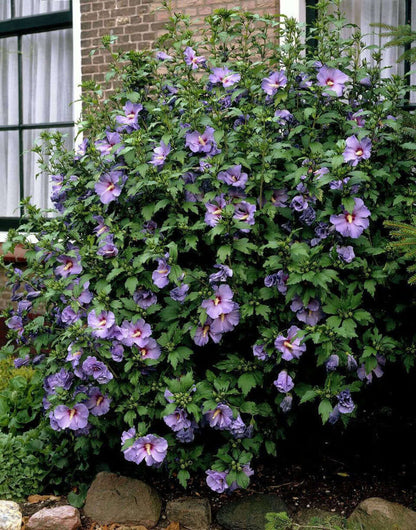 Rose mallow hibiscus bush with lush purple flowers and green foliage