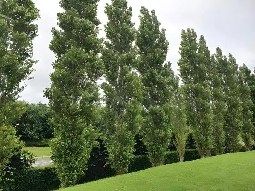 Quaken Aspen (Lombardy Poplar)