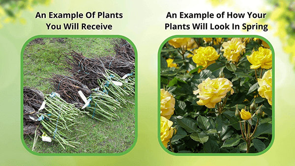 Bundles of bare-root yellow roses with green stems for Red Chokeberry