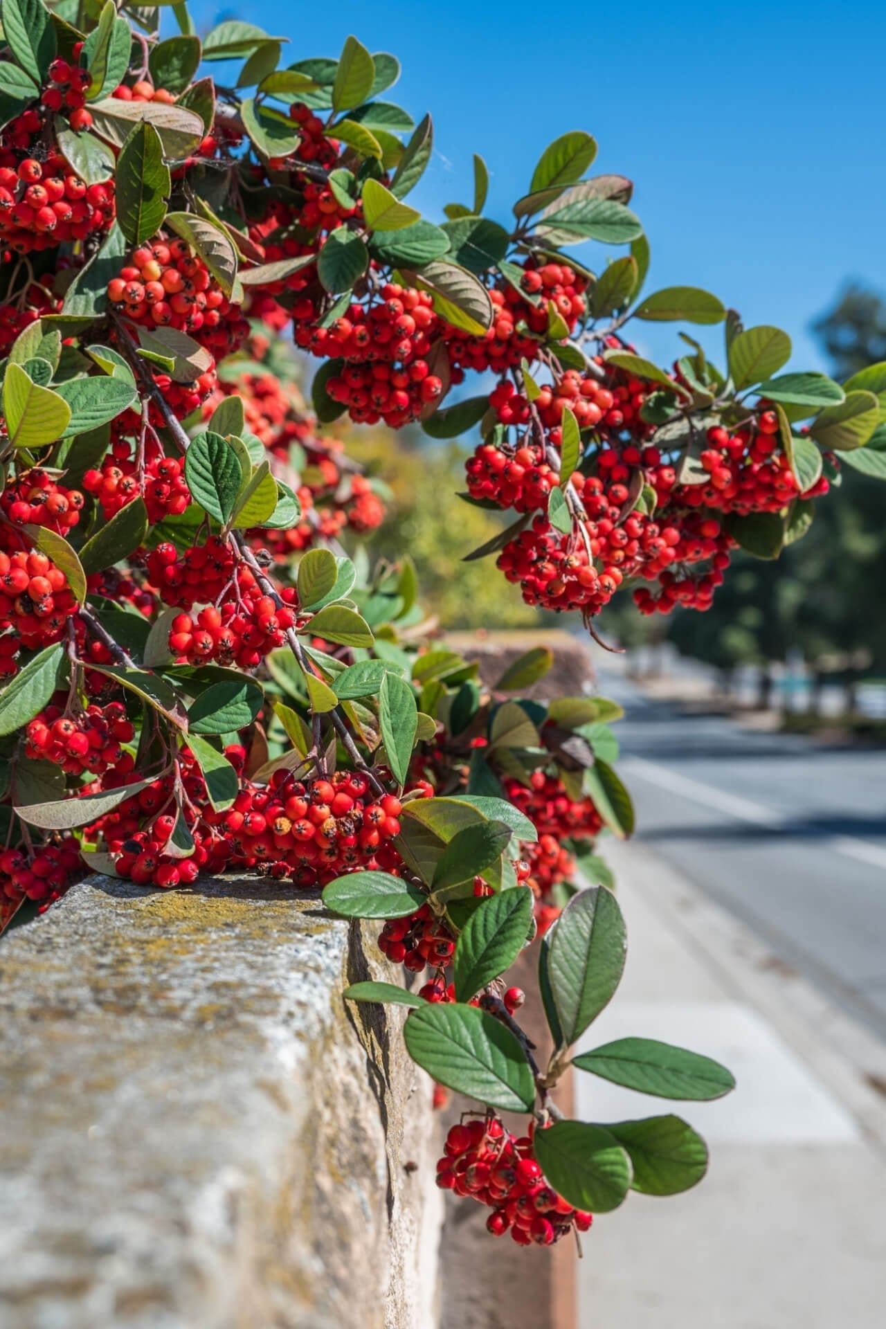 Red chokeberry bush with vibrant red berry clusters on green leaves