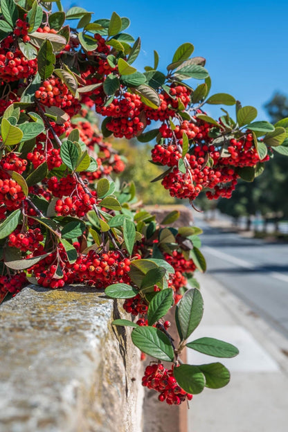Red chokeberry bush with vibrant red berry clusters on green leaves