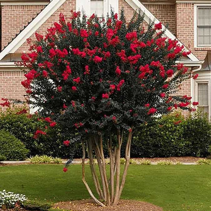 Red Crepe Myrtle bush with vibrant red flowers, dark green leaves in mulched bed