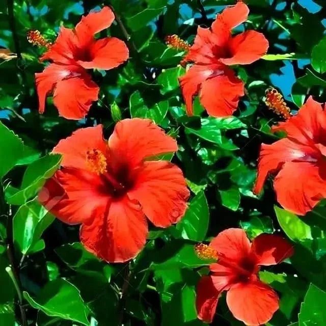 Red hibiscus flowers with glossy red petals and yellow stamens in lush foliage