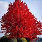 Vibrant red maple tree with fiery foliage against blue sky for Red Maple Tree